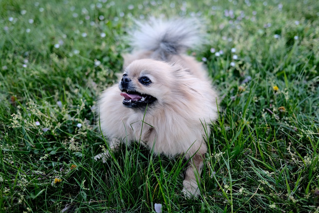 A joyful Pomeranian running in lush green grass, showcasing its playful nature.