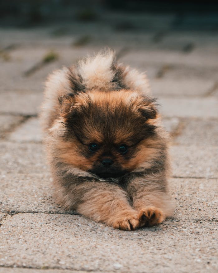Charming Pomeranian puppy stretching on a cobblestone path outdoors, showcasing its fluffy coat.