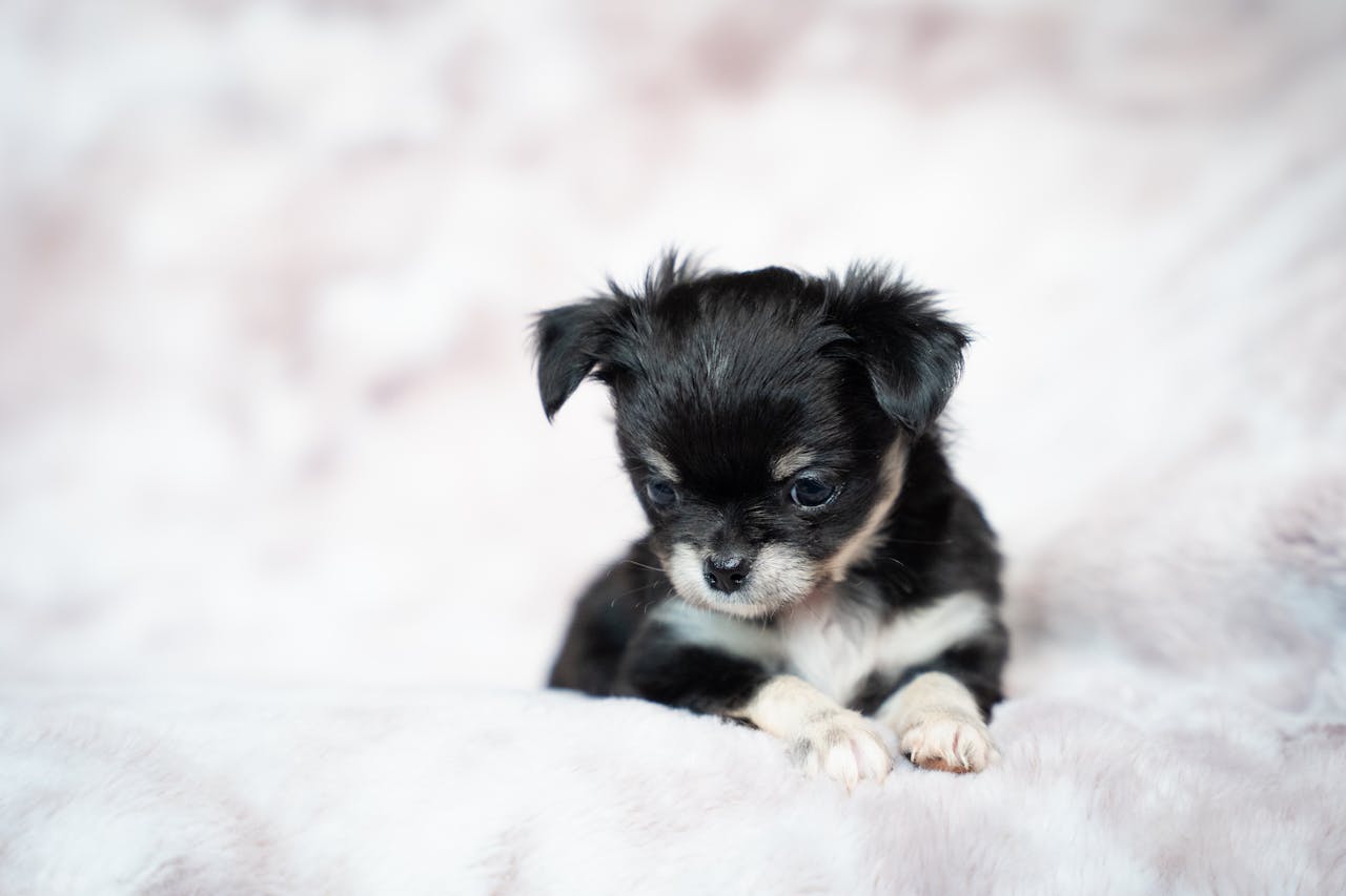 Cute black and white teacup Chihuahua puppy relaxing on a fluffy blanket in a studio setting.