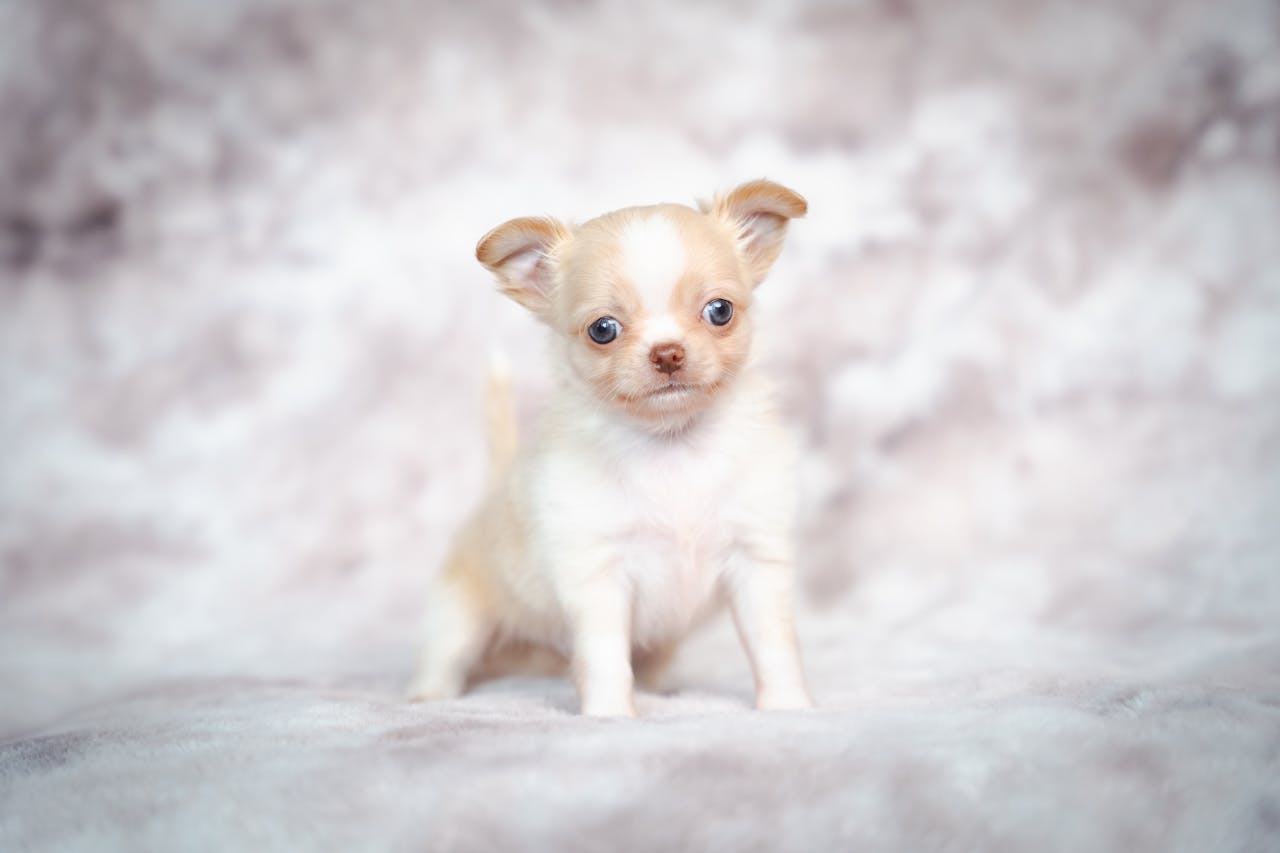 Cute cream and white chihuahua puppy with blue eyes posing in a studio setup.