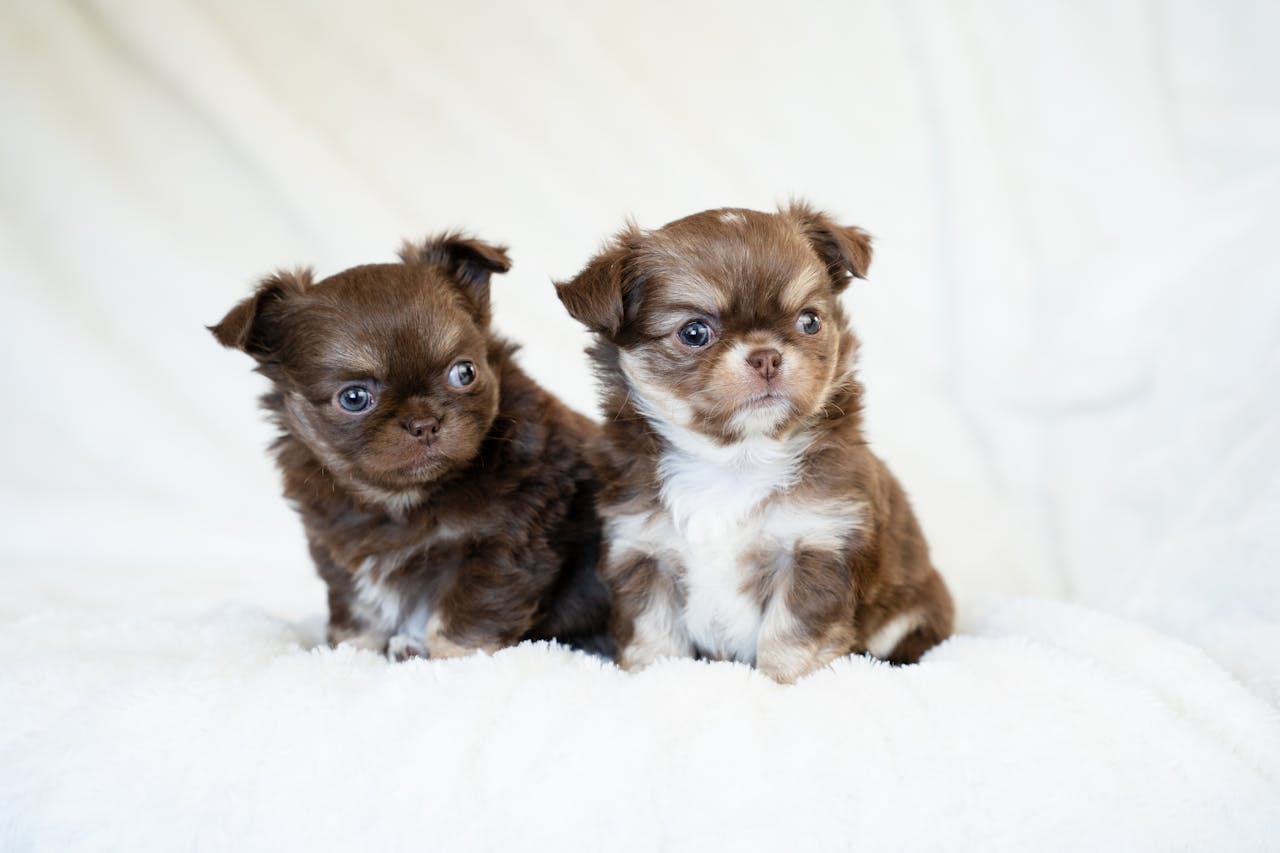 Two cute chocolate long coat Chihuahua puppies sitting on a fluffy white blanket.