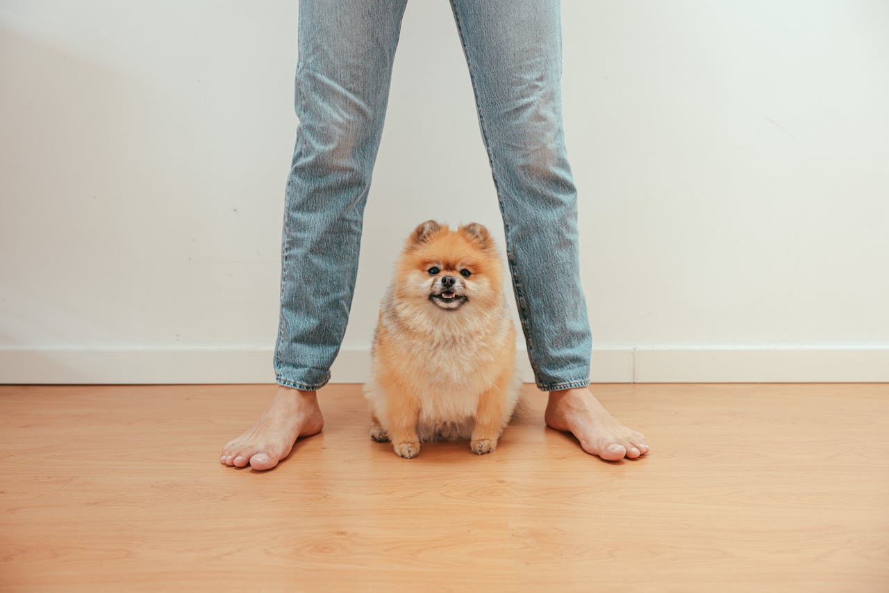 Adorable Pomeranian sitting between owner's legs on wooden floor.