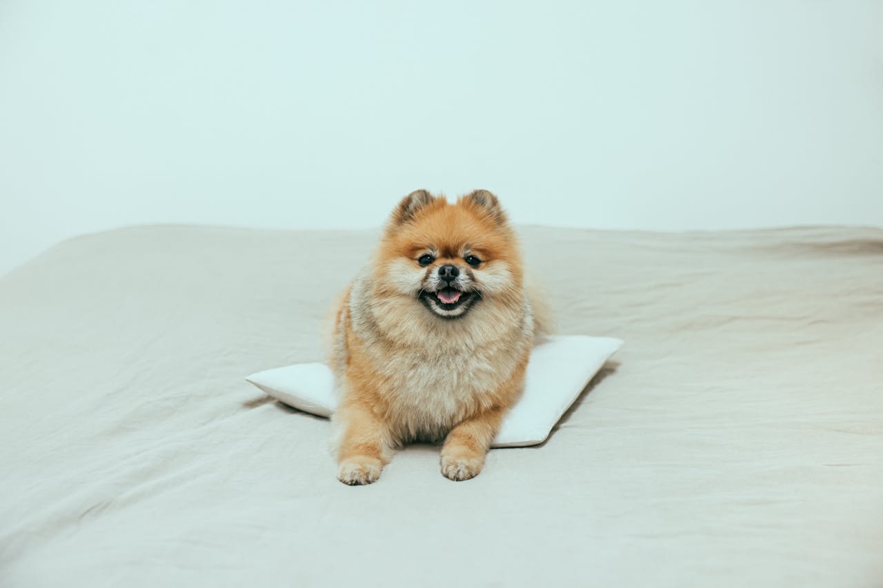 Cute Pomeranian dog sitting on a pillow indoors, showcasing its fluffy fur and playful expression.
